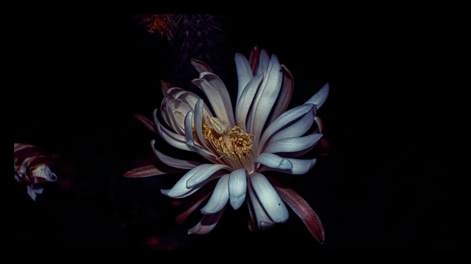 晚上11点开花的植物：昙花与它的"夜猫子"朋友们