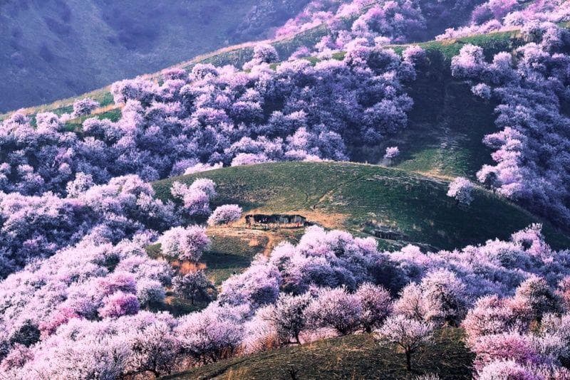 新疆摄影圣地推荐：南北疆精华摄影季节与地点