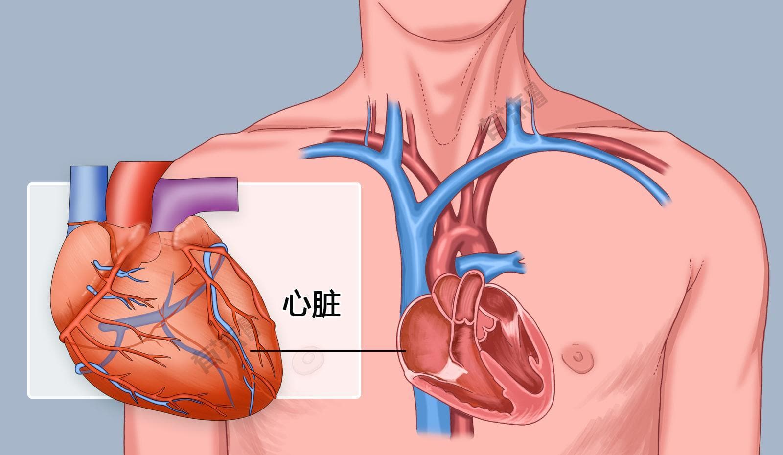 心脏室间隔厚度正常值是多少MM