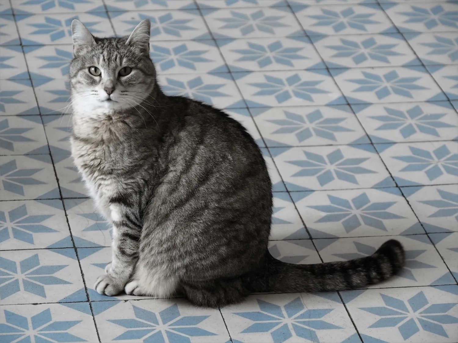 猫咪体型异常？专家教你科学管理