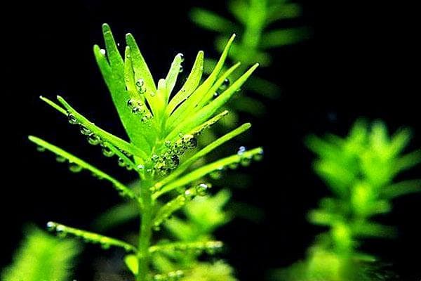 绿宫廷水草：水族造景中的绿色精灵