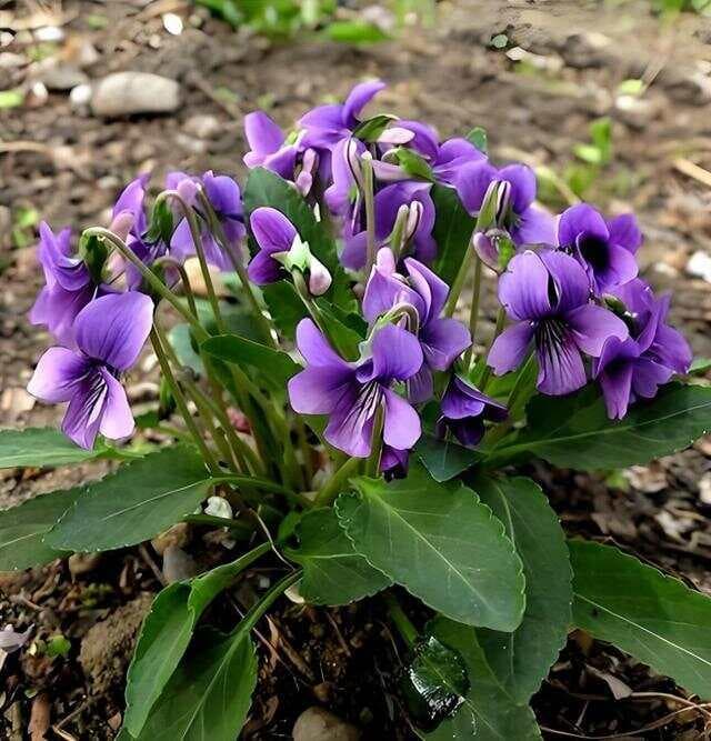如何区分紫花地丁与早开堇菜？河南花友的养护秘籍大揭秘！