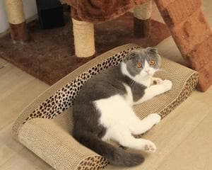 如何教宠物猫使用猫抓板（让您的猫咪爱上猫抓板）