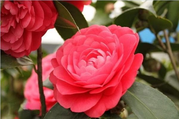 茶花应该如何养殖？