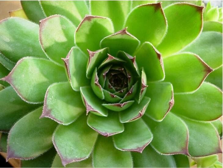 观音莲：景天科长生草属多肉植物