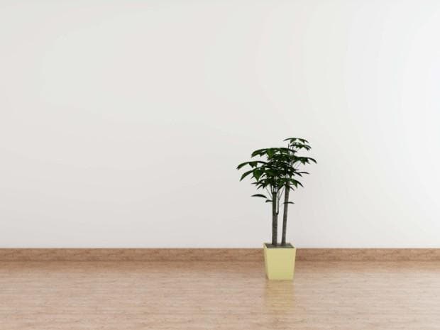 花盆里的虫子怎么清除，打造健康室内环境