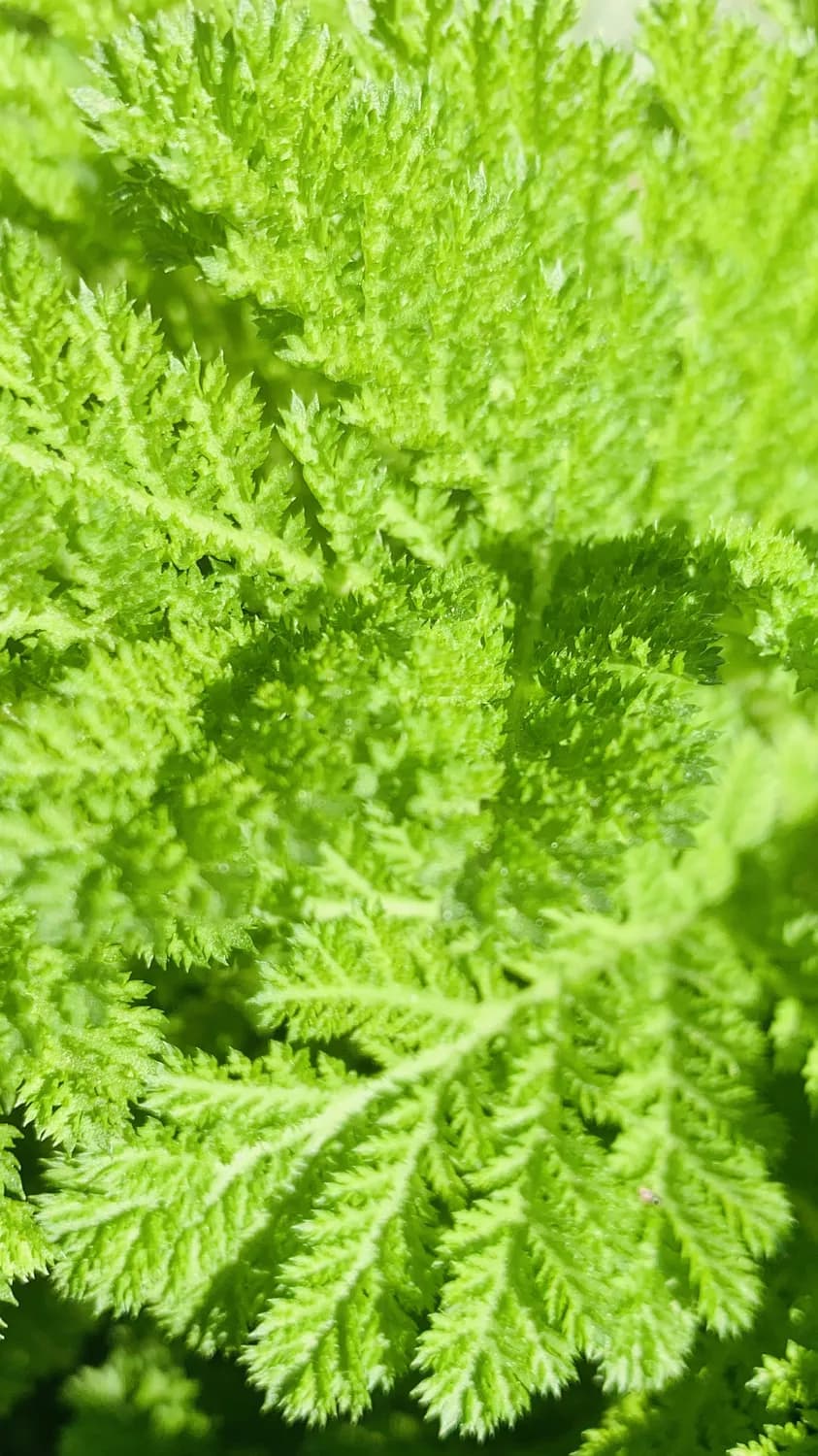 秋冬季节胆红素偏高？茵陈助你轻松应对