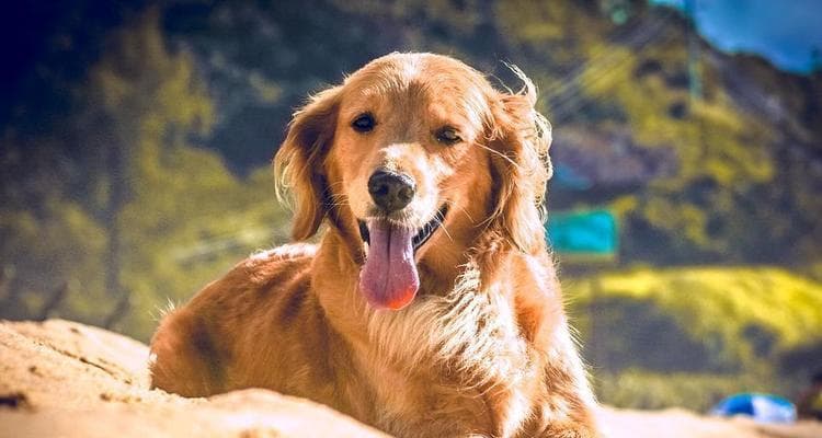 雄犬生理特征全解析：从骨骼到心理的全方位解读
