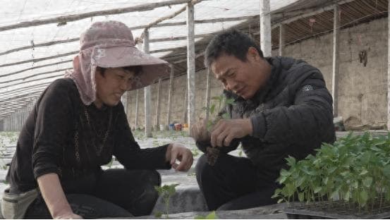新疆阿克苏市：温室大棚育苗忙 播种增收新希望