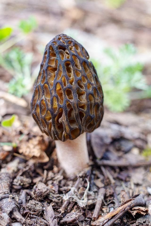 羊肚菌的生长环境要求与生长周期详解