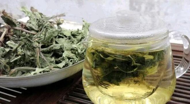 长期用蒲公英泡水喝, 对身体有4个好处, 但5个事项值得特别注意