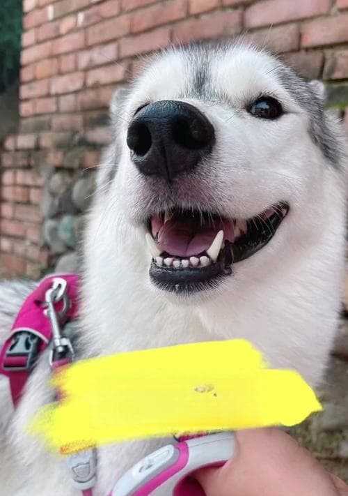 狗狗产检的流程——保障母犬和幼崽的健康