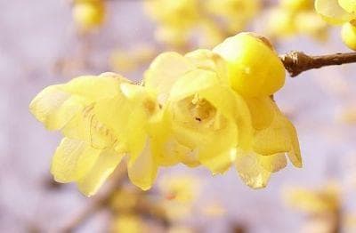 许昌市十大特产