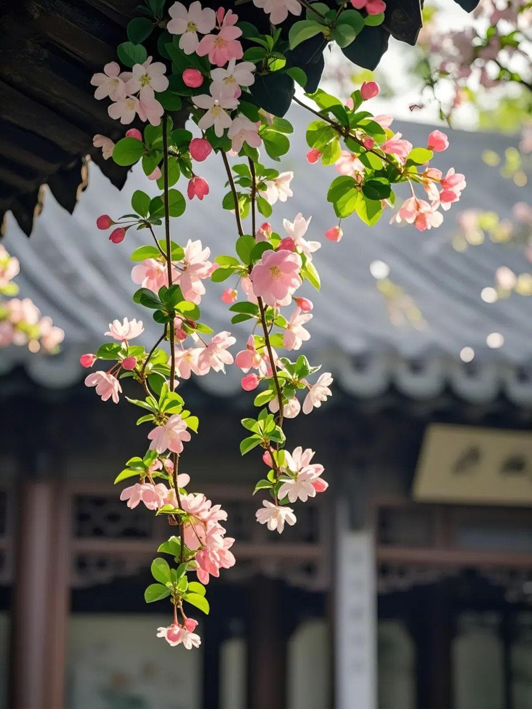 鲁迅诗词里的春天：从思乡到抗争的诗意历程
