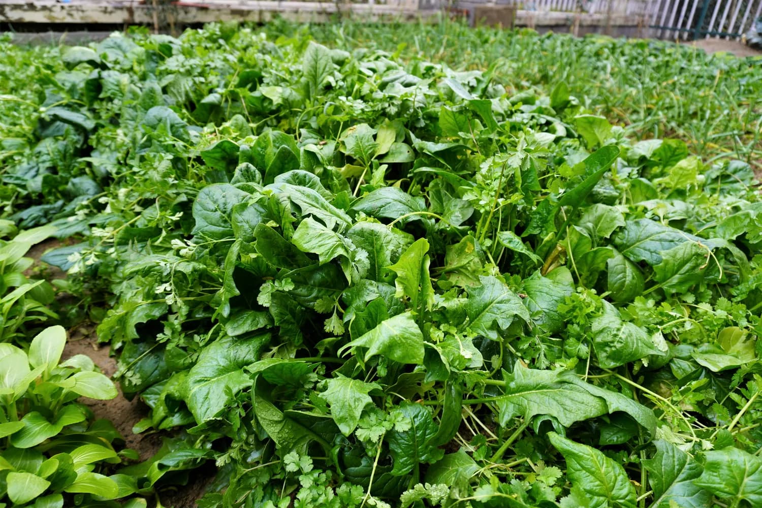 田间野菜荠菜：从药用到食用的养生之道