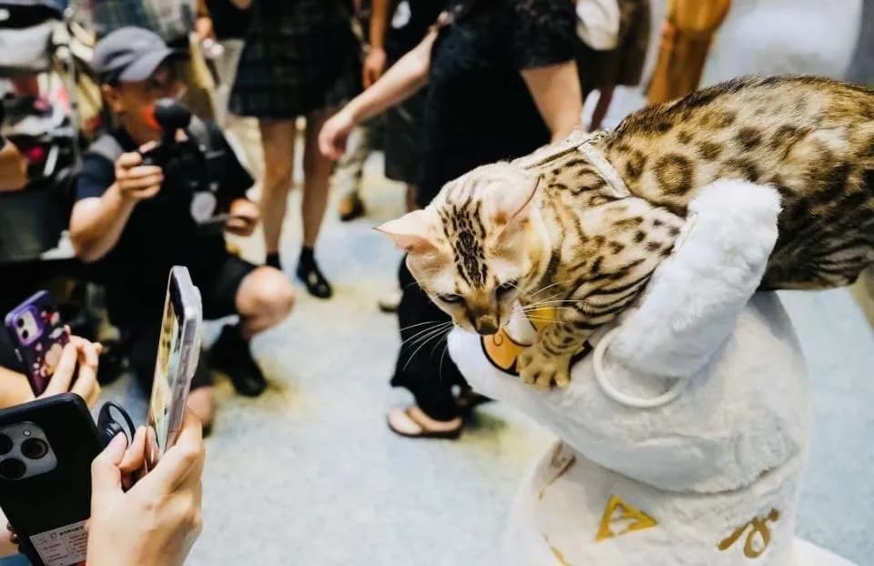 猫的考古史：唐僧与法老，谁更早将猫驯化为宠物？