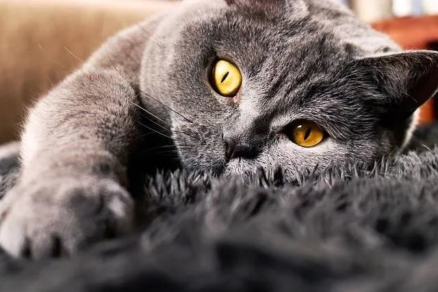 猫知道人在睡觉吗？揭秘喵星人的神秘洞察力！