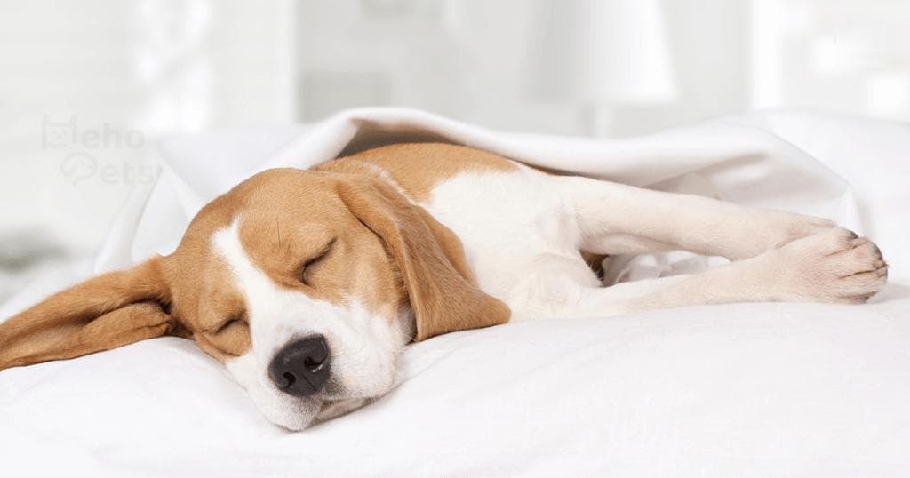 犬貓呼吸道疾病好發期！ 　獸醫教你預防2疾病「冬季護理3核心」很重要