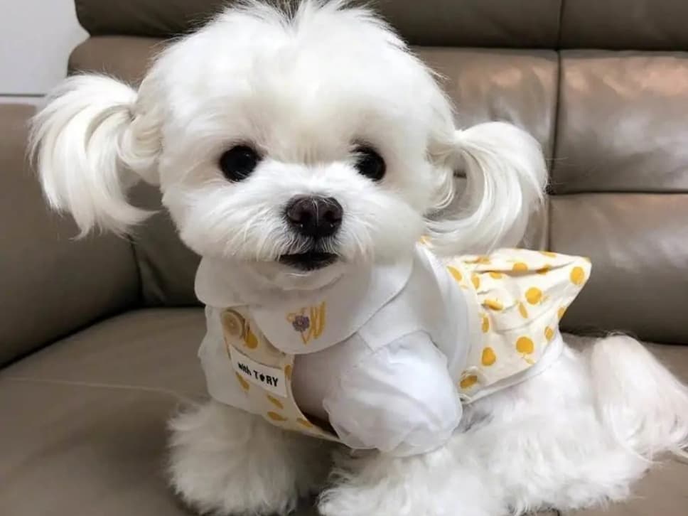 适合家养的九种小型犬，总有一款让你心动