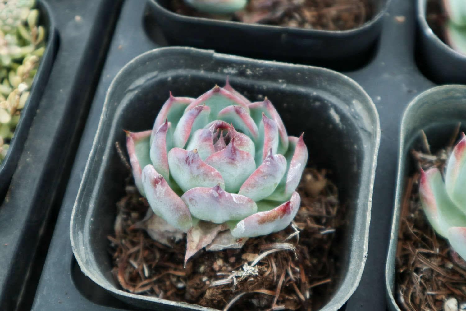 多肉植物适合的土壤