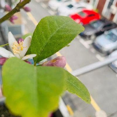 北方盆栽柠檬如何授粉？简单实用的授粉技巧
