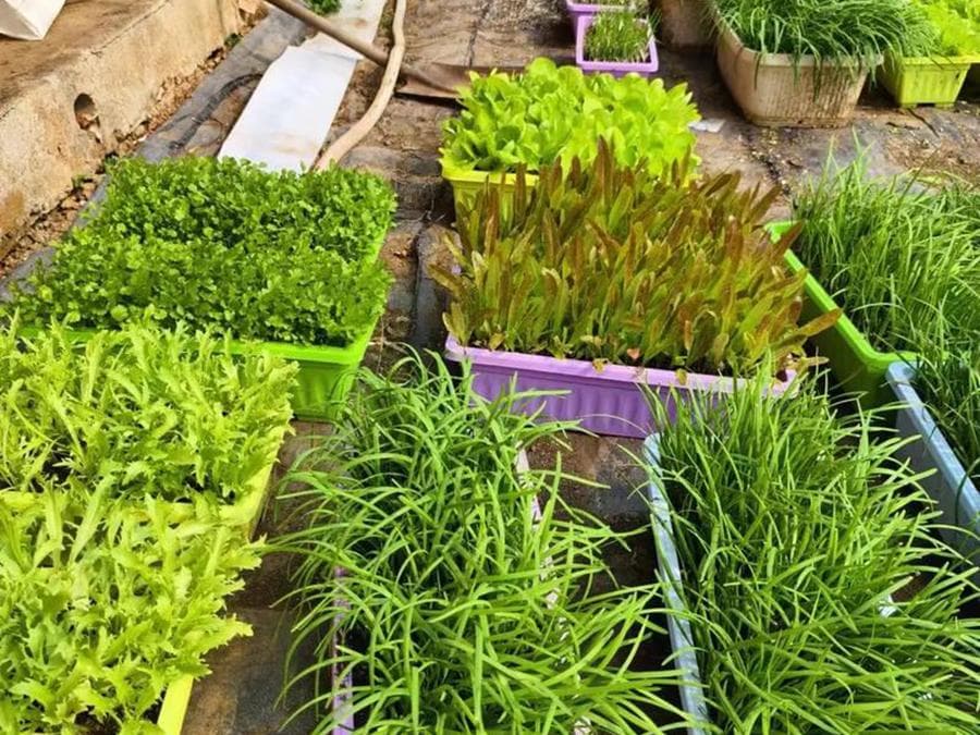 盆栽蔬菜种植技术：从入门到丰收的全程指南