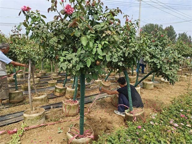 早春养月季，浇水抹芽施肥，生长开花不用愁