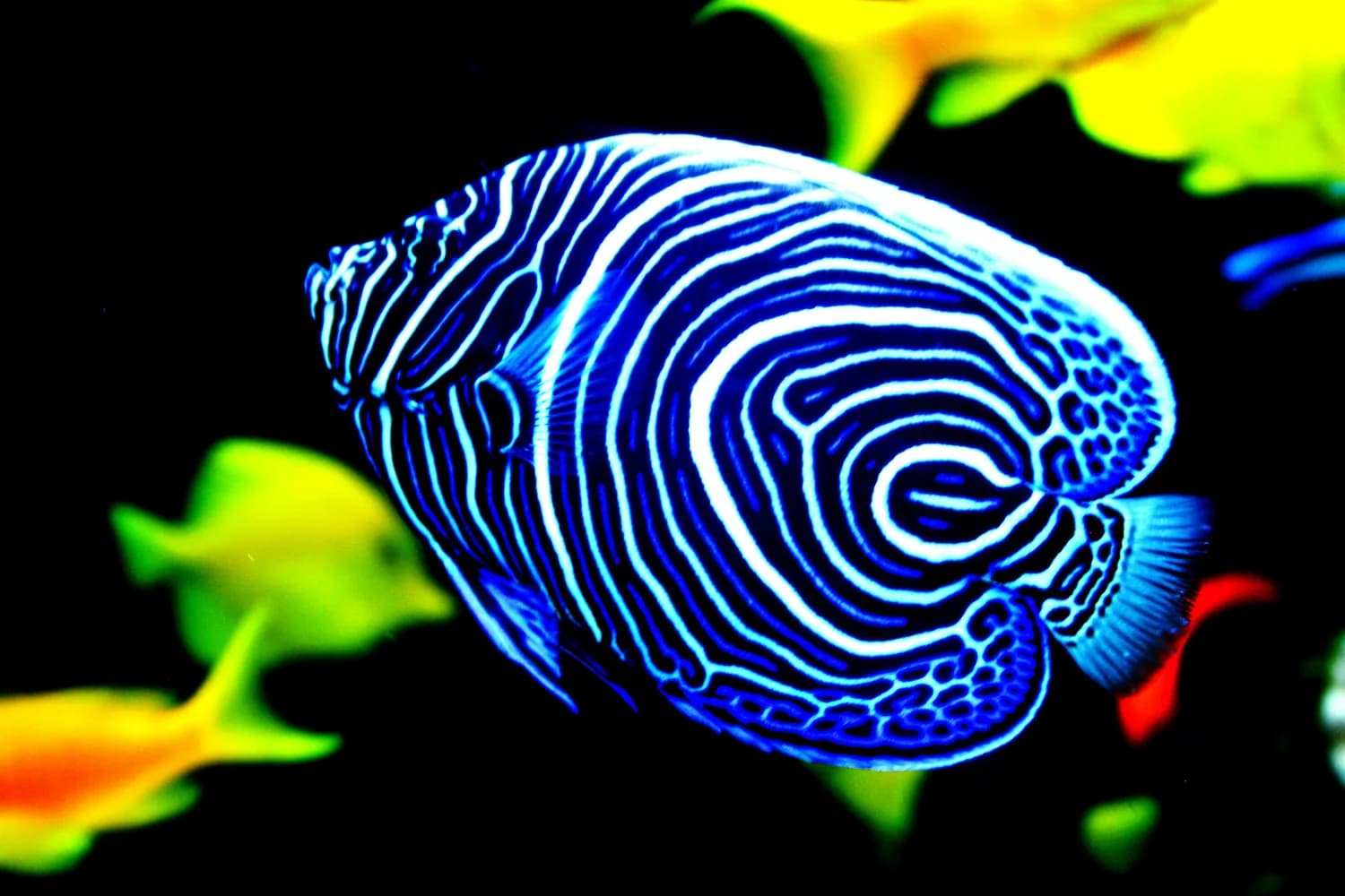 七彩神仙鱼饲养秘籍，让你的鱼缸秒变梦幻水族宫