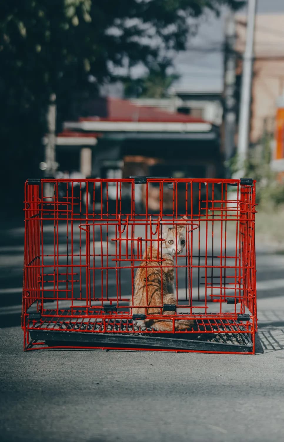 赵皖平再提禁食猫狗肉：安全风险大！