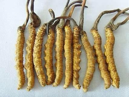【用药小知识】名贵中药—冬虫夏草