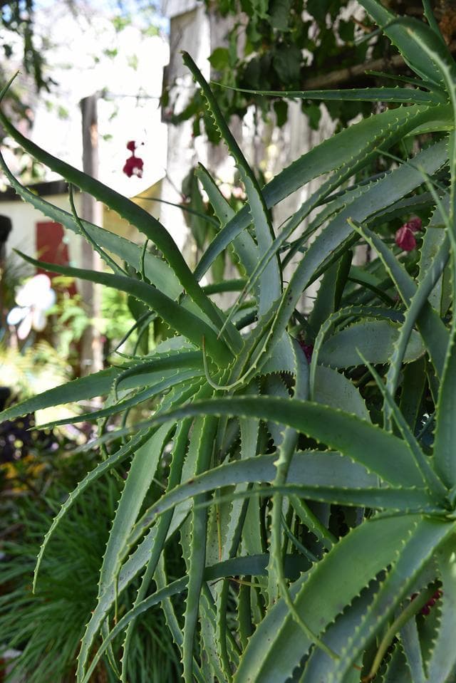带刺植物如何在自然中立足：多重防御机制解析