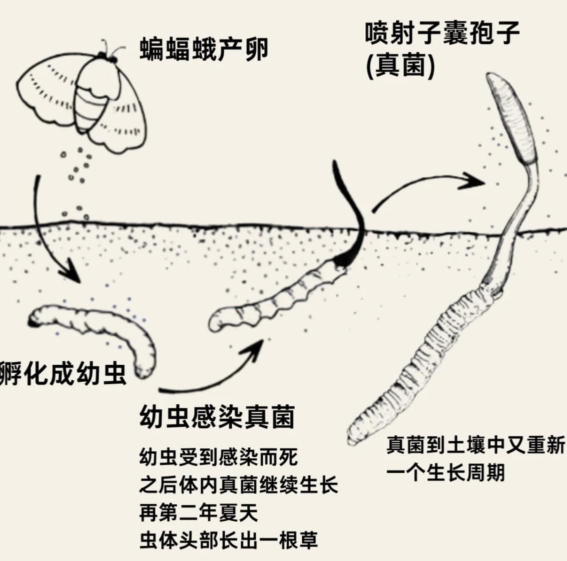 被誉为百药之王的“冬虫夏草”，真的能治百病吗？