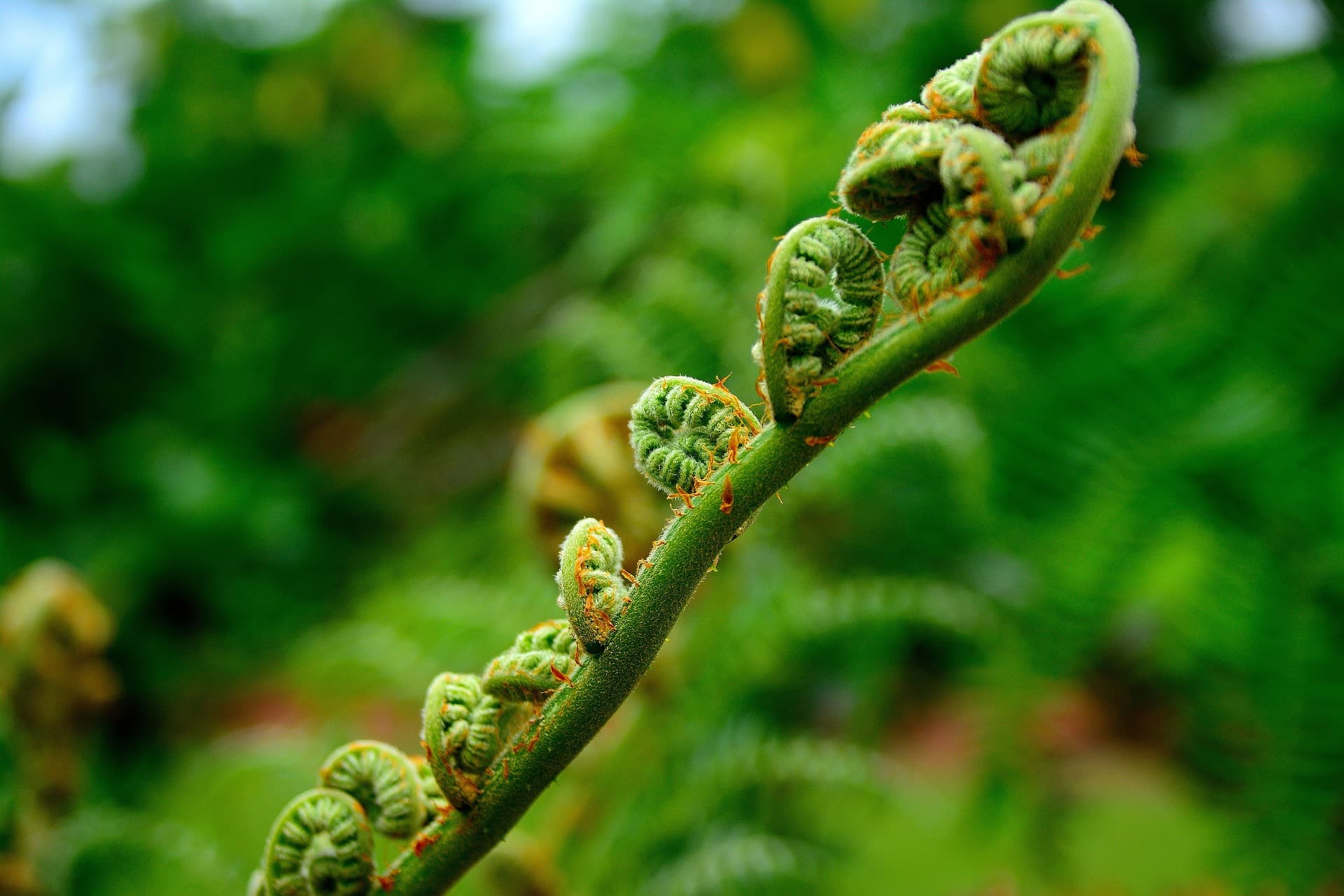 蕨菜的种植时间与方法
