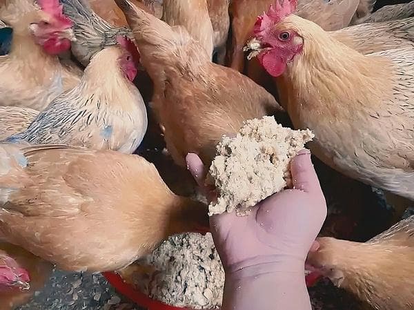 养鸡必备！4种超实用鸡饲料配方解析