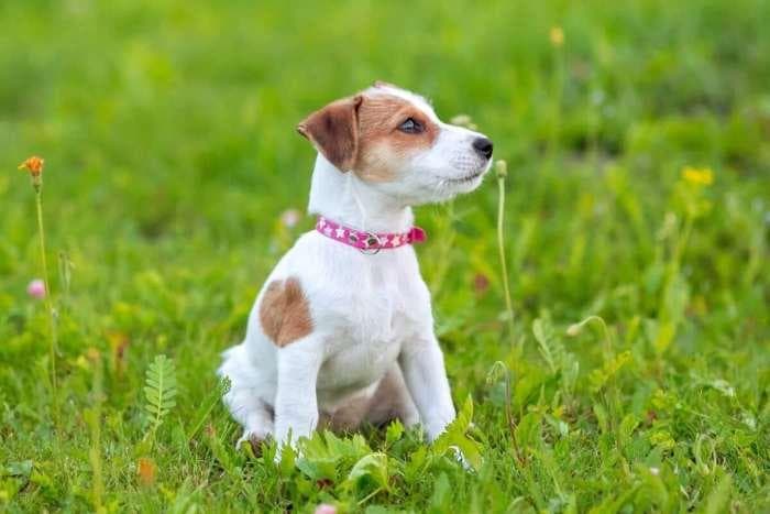 杰克罗素梗犬的每年花费多少钱？（饲养杰克罗素梗犬的省钱秘诀）