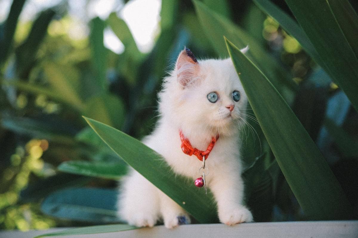 猫咪的小脑袋里，每天都在琢磨啥？