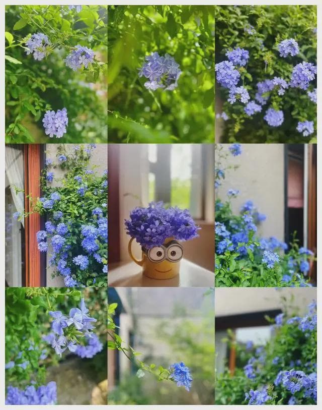 冬季蓝雪花修剪技巧分享