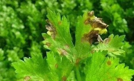 芹菜病虫害防治技术与方法措施（以预防为主，综合治理为辅，打造健康的芹菜产业）
