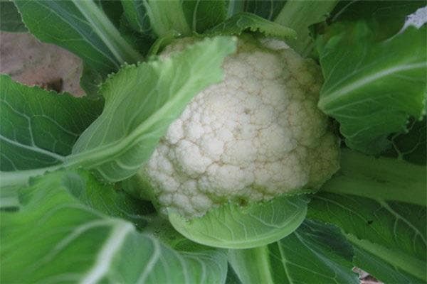 花菜什么时候播种最合适？