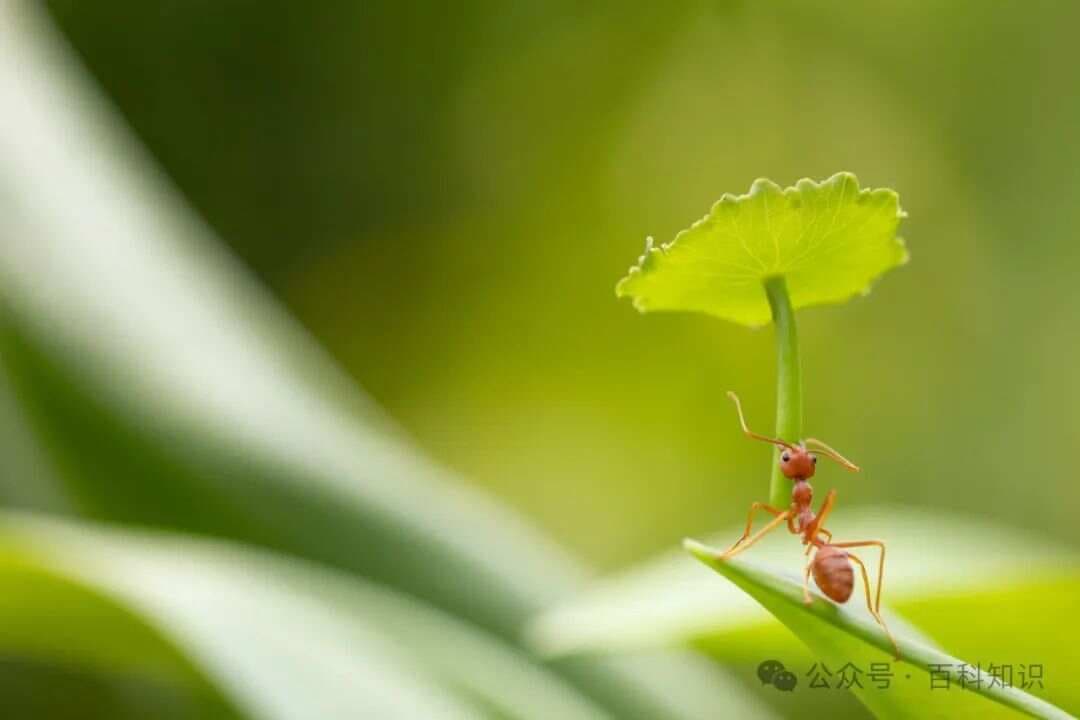 小蚂蚁大用途