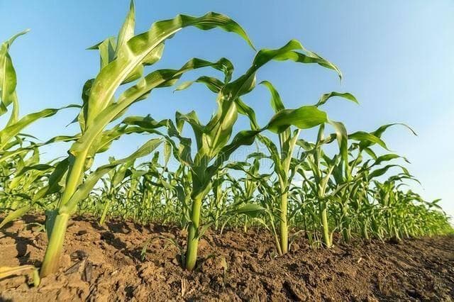 玉米种植中肥料该如何使用