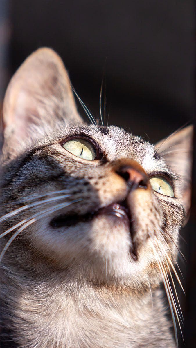 猫胡子剪了有什么后果