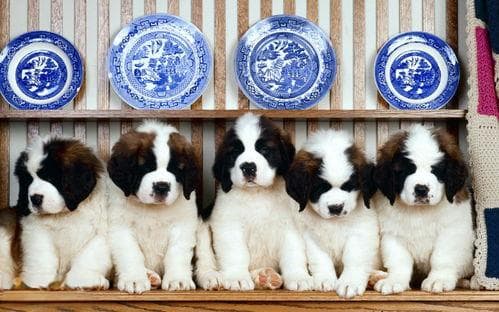 狗狗成长周期：从幼犬到成年的完整时间线