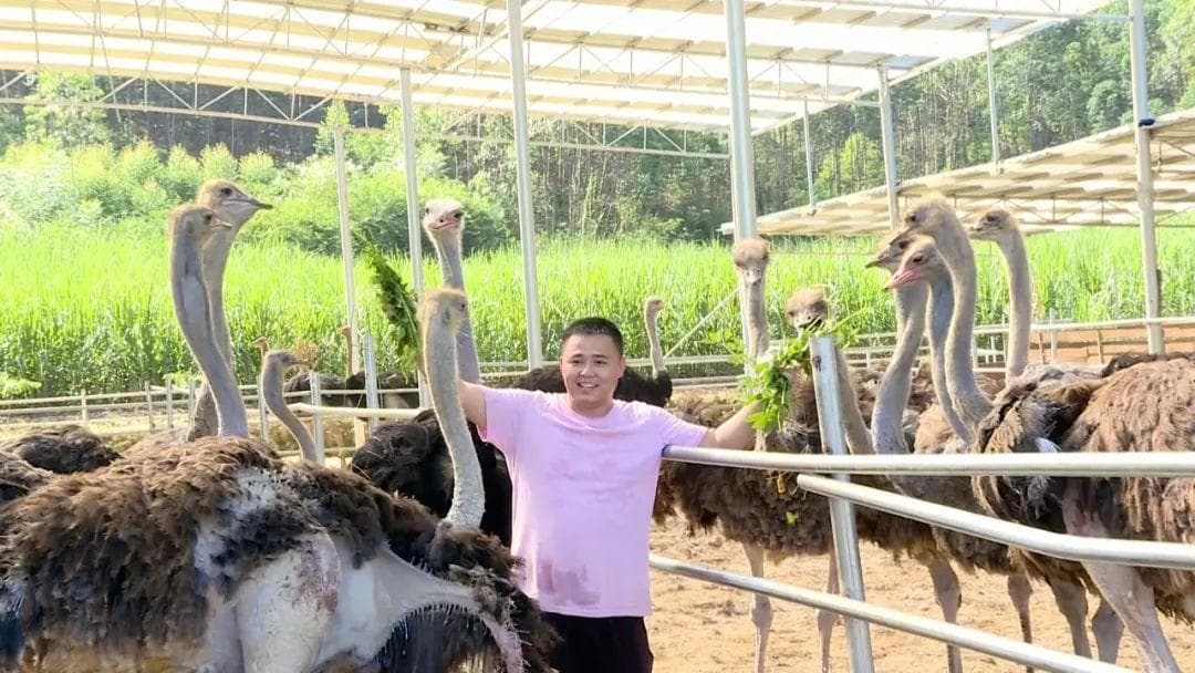 武宣鸵鸟养殖基地实地探访：不但萌值高，浑身都是宝