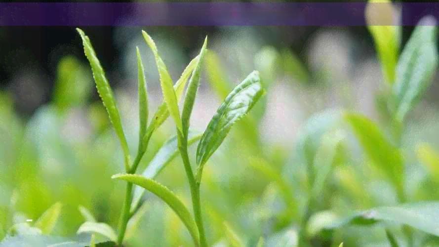 红茶的焙火方法详解：度时间与效果关系