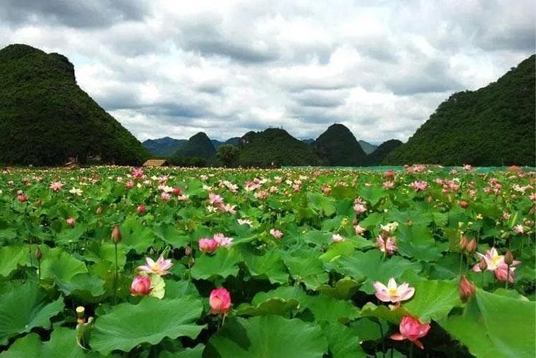 荷花：普者黑的清新典雅之美