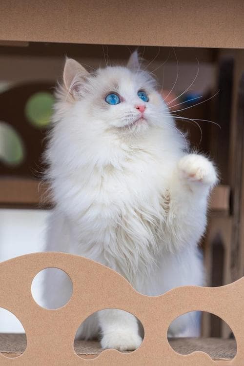 猫的外貌特点有哪些？揭秘猫的神奇外貌：你可能不知道的那些猫猫特征！