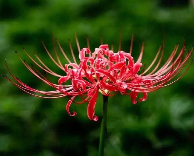 花卉百科：石蒜花在南方能活吗？