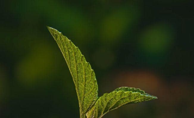 这些茶叶都有哪些功效，看看你适合喝哪种茶？