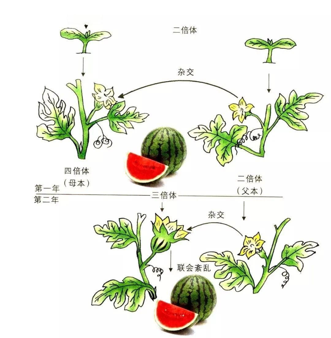 无籽西瓜为什么没有籽？关于西瓜的四大谣言真相揭秘